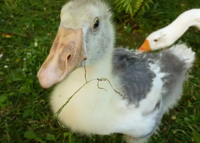Mini-hôtel Palacio De Arredondo Gama