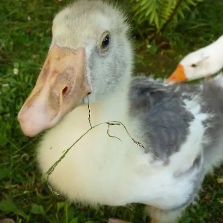 Fogadó Palacio De Arredondo Gama